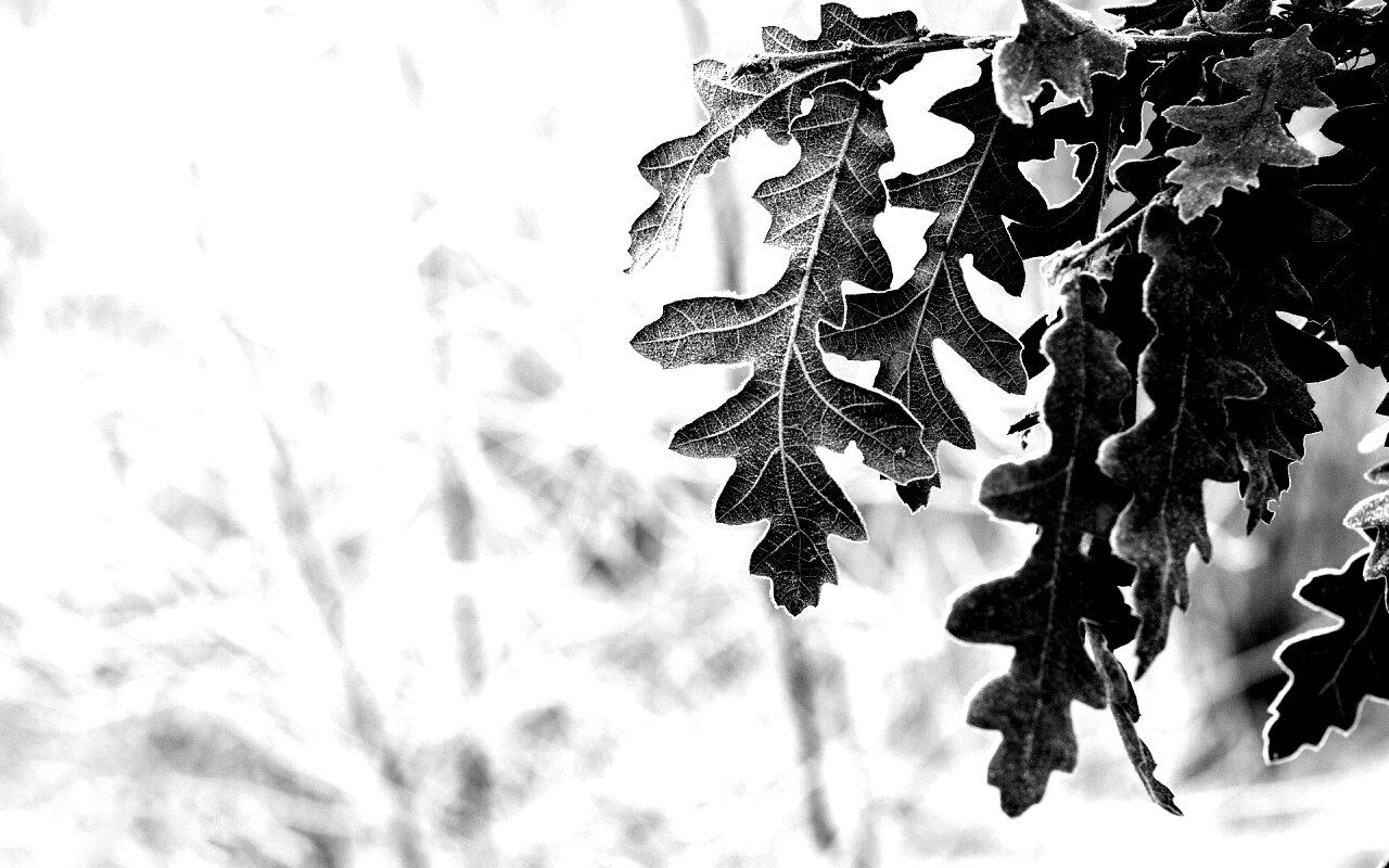 Дубовые листья обои