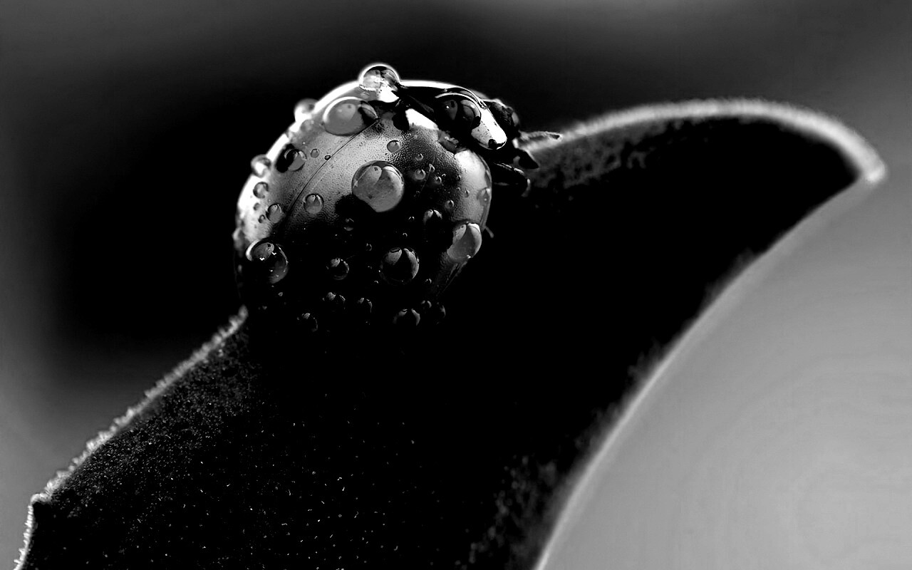 Божья коровка в макро обои