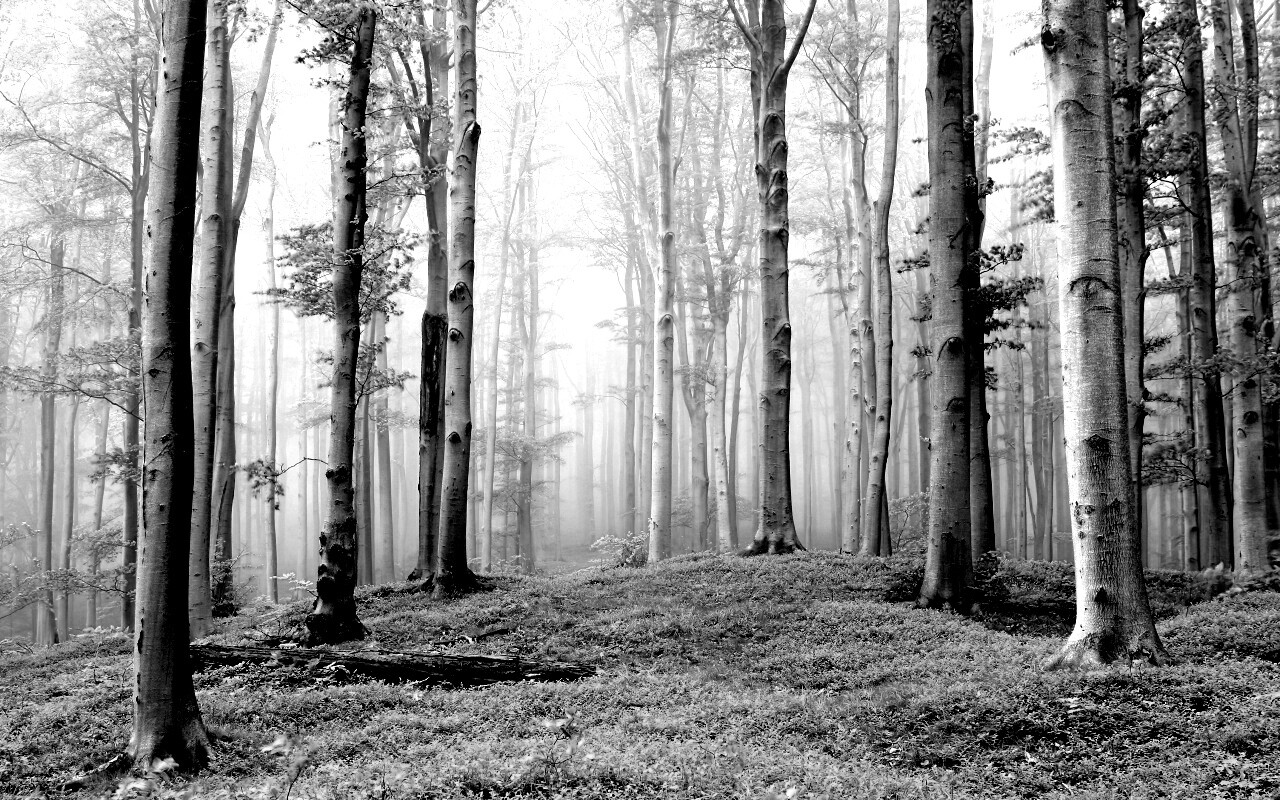 Опушка осинового леса обои