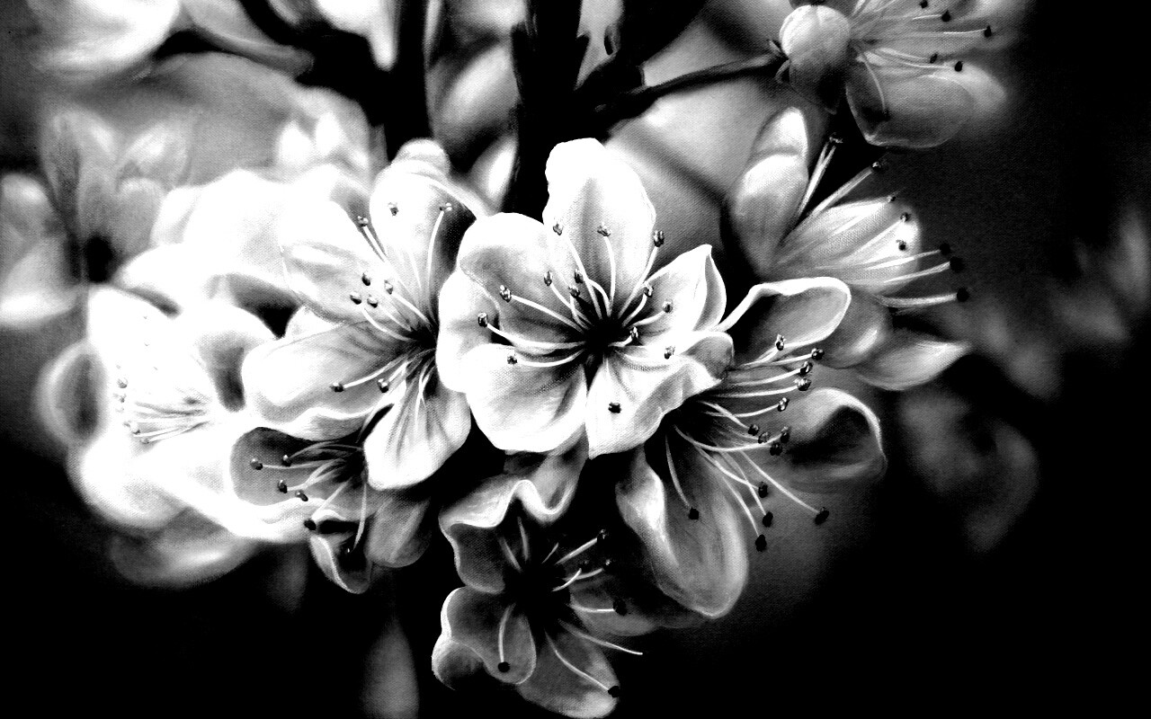 Яблоня в цвету картина обои