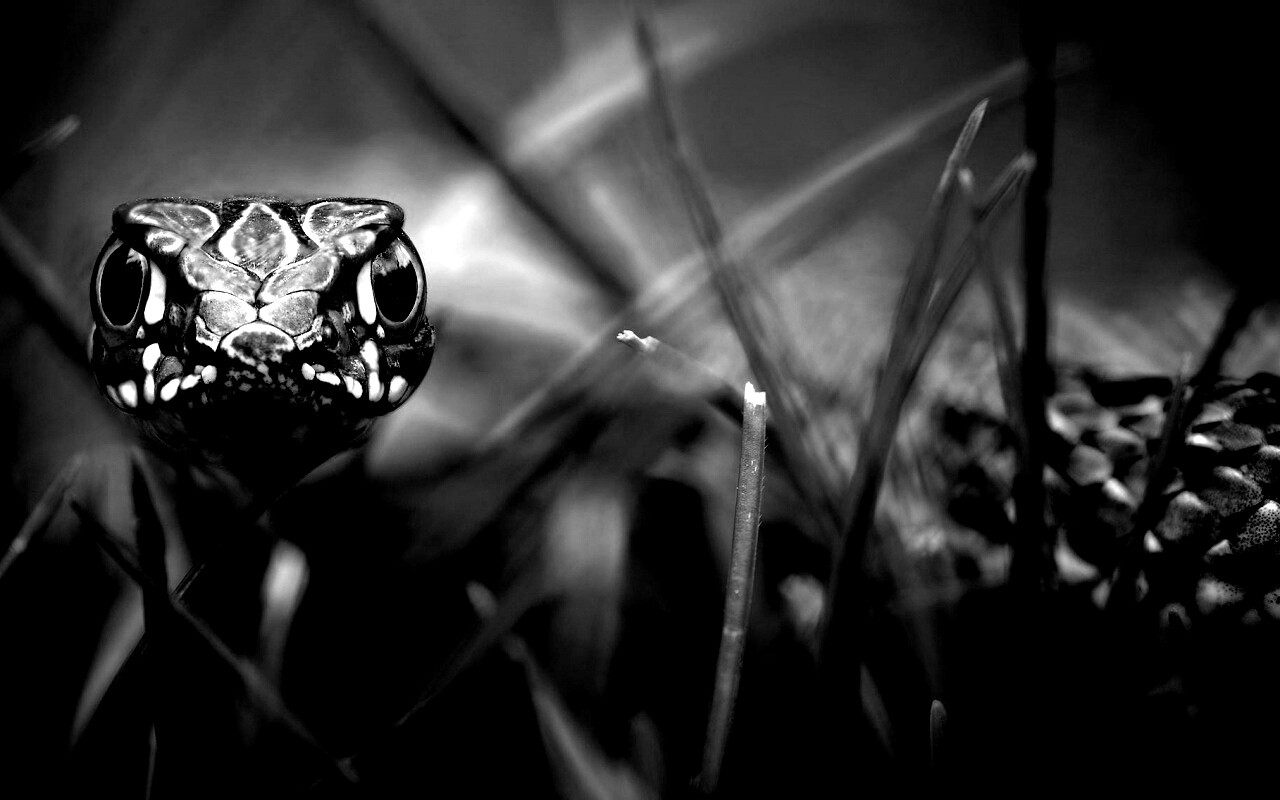 Змея в траве обои