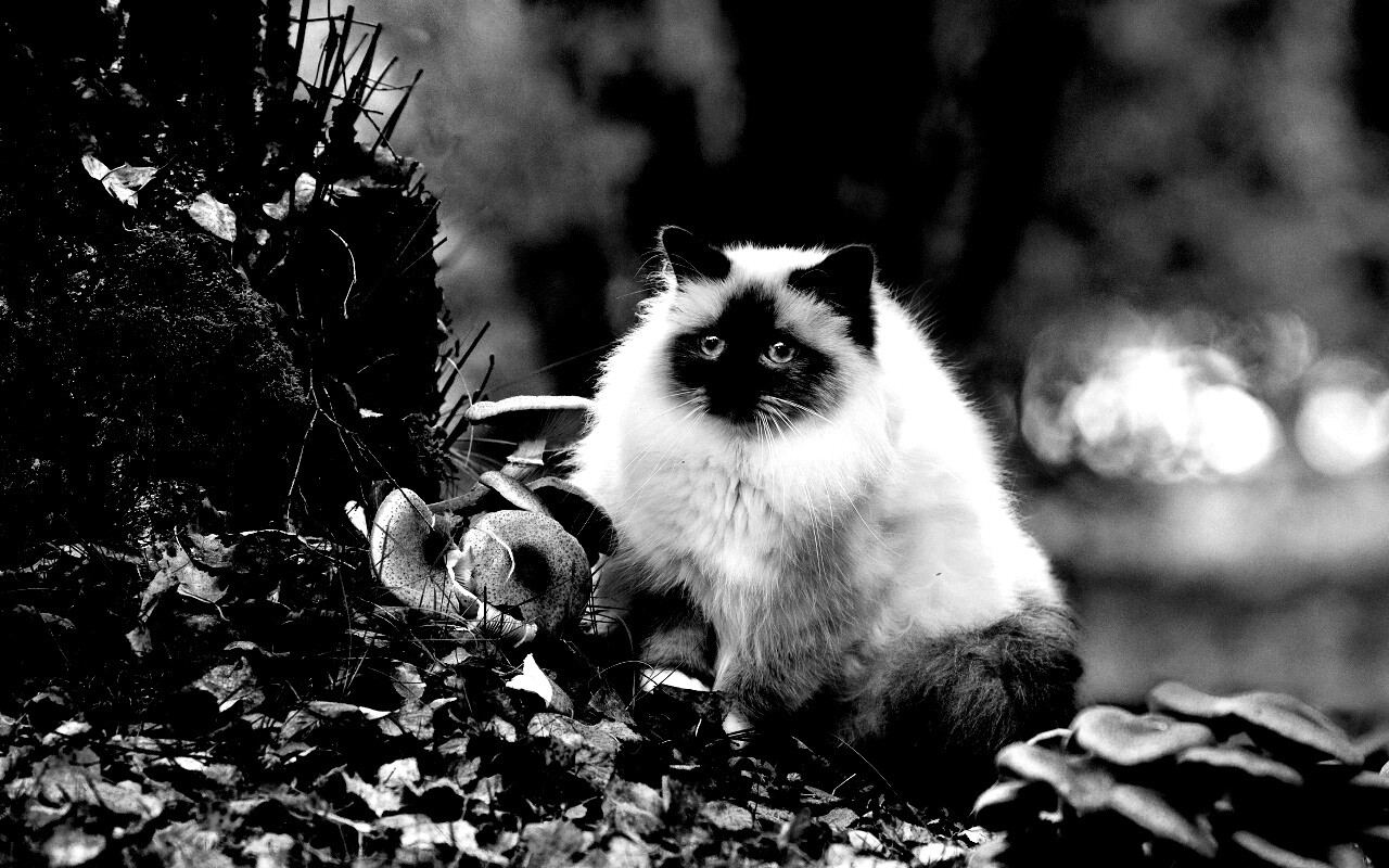Пушистый кот среди пожелтевшей листвы обои
