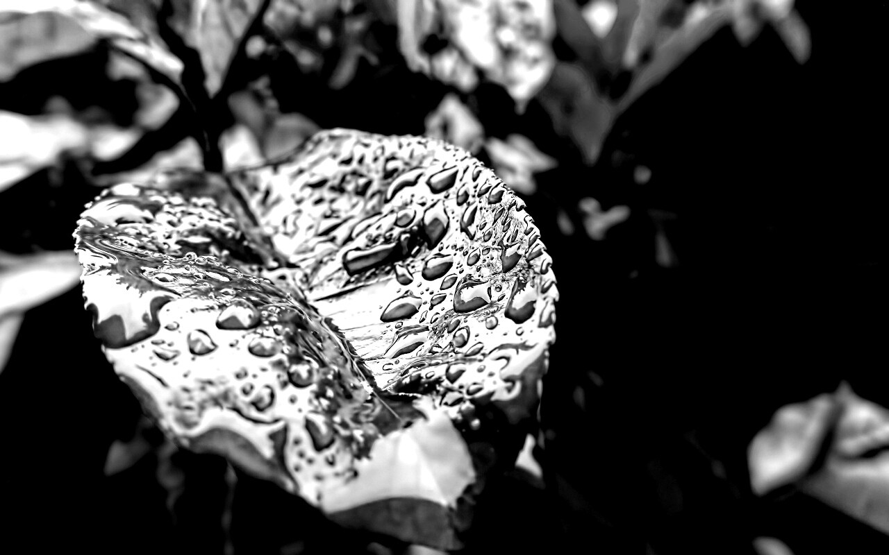 Красный лист в каплях воды обои