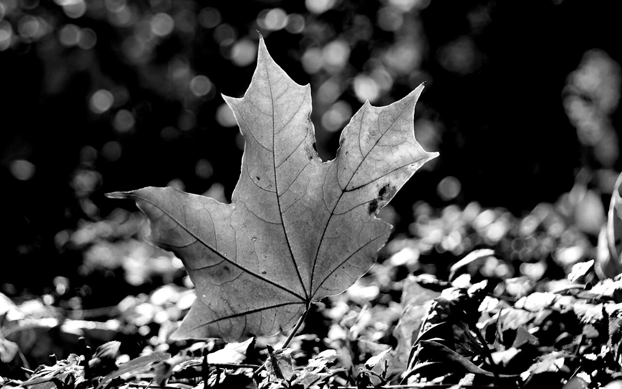 Желтый кленовый лист обои