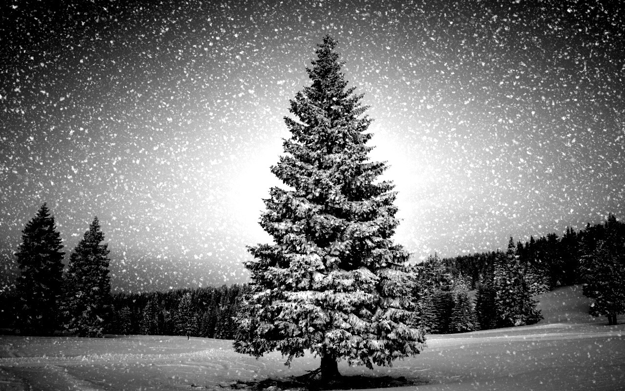 Ель в снегопад обои