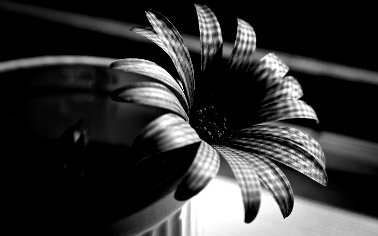 Сиреневый цветок в стакане обои