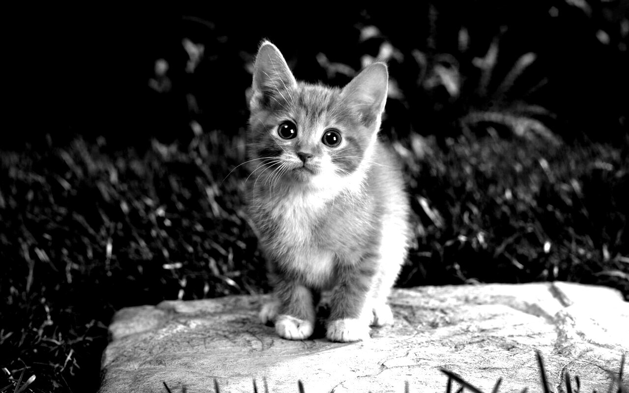 Котенок в саду обои