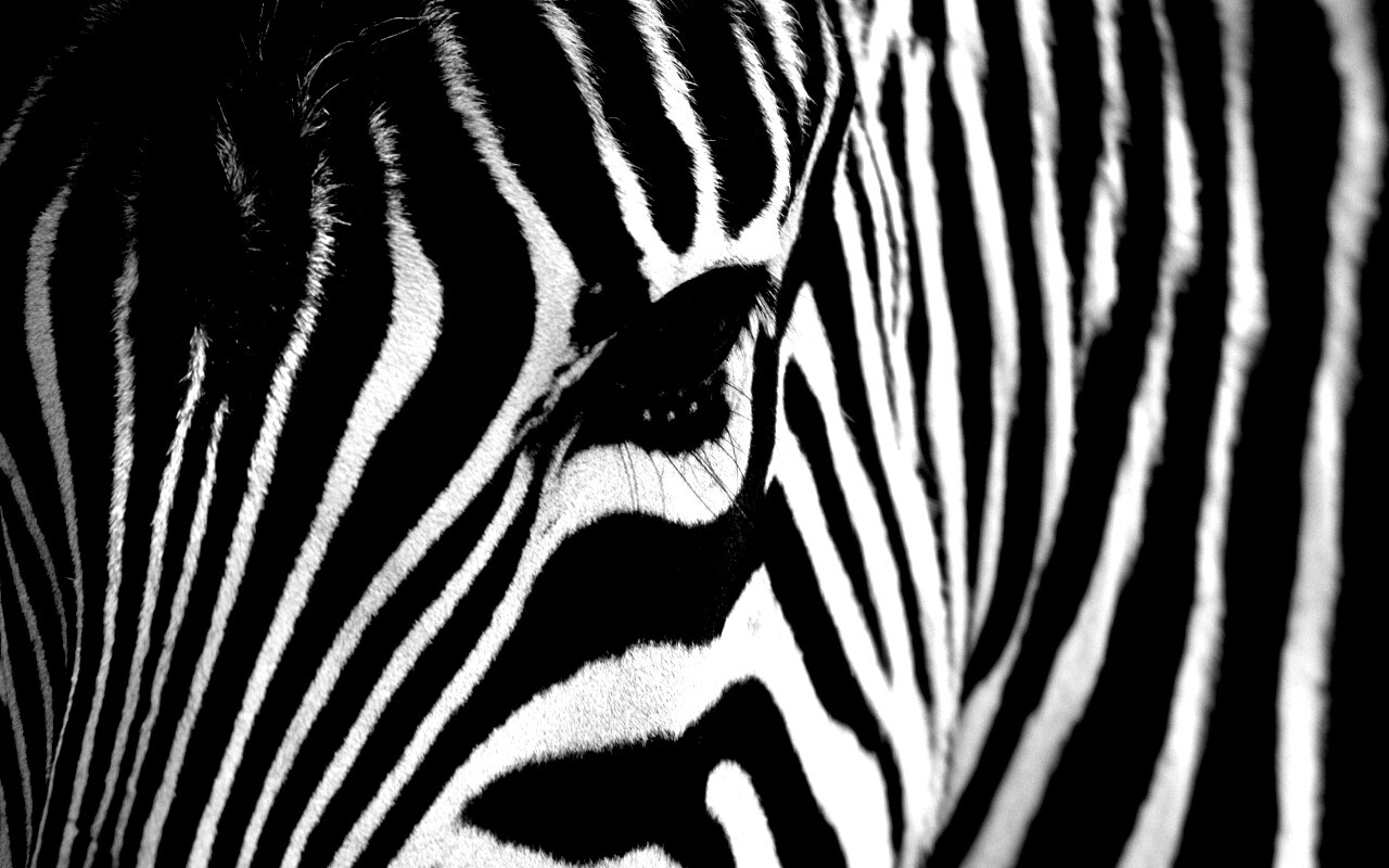 Зебра обои