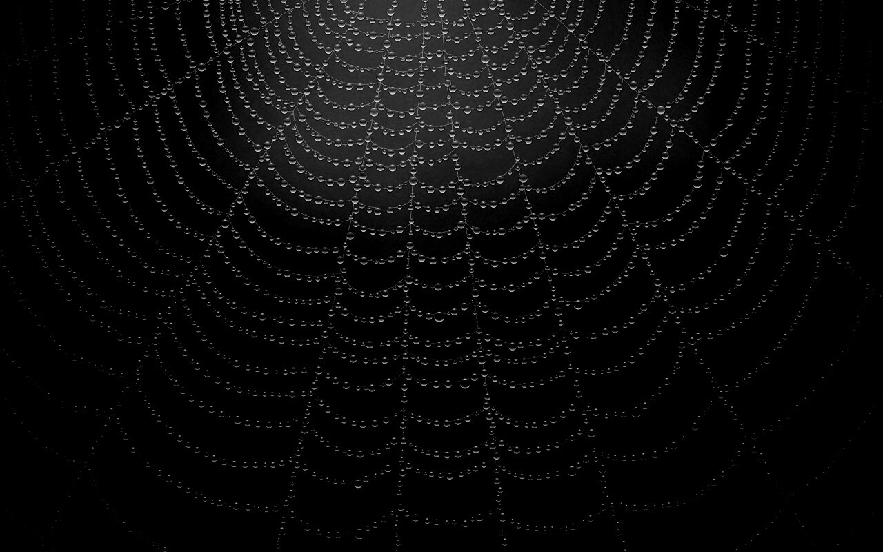 Роса на паутине обои