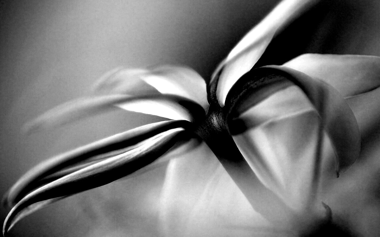 Цветок обои