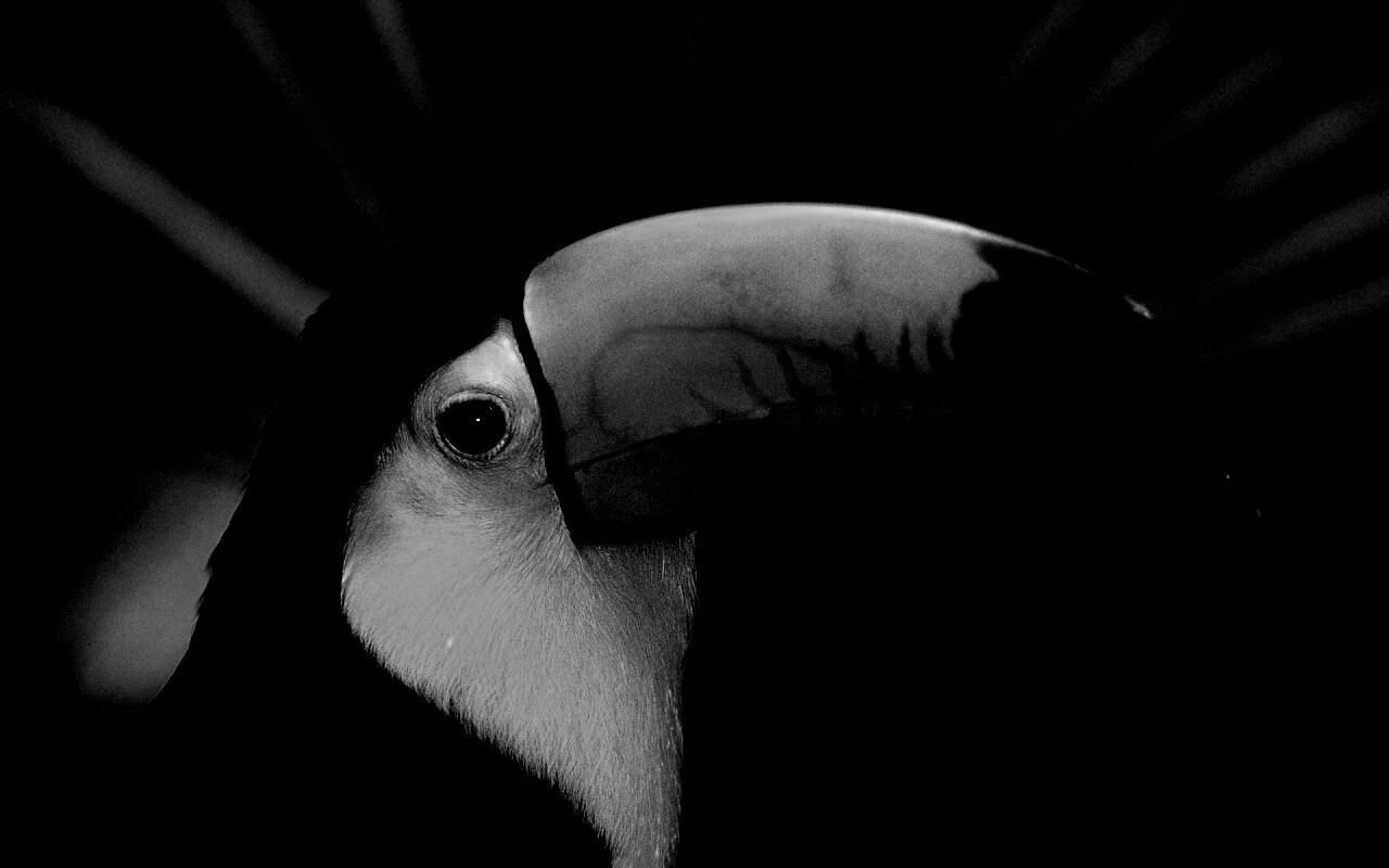 Грустный желтогрудый тукан обои