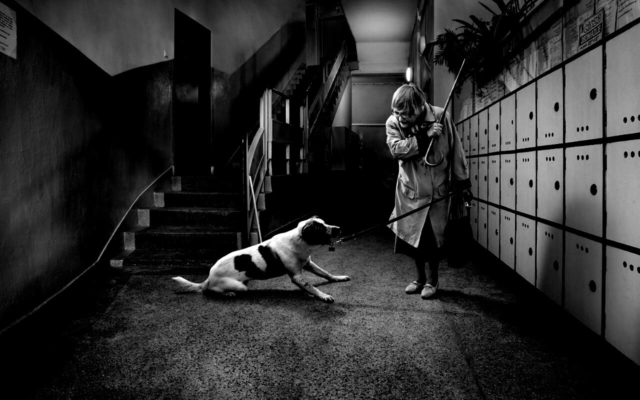 Непослушная собака обои