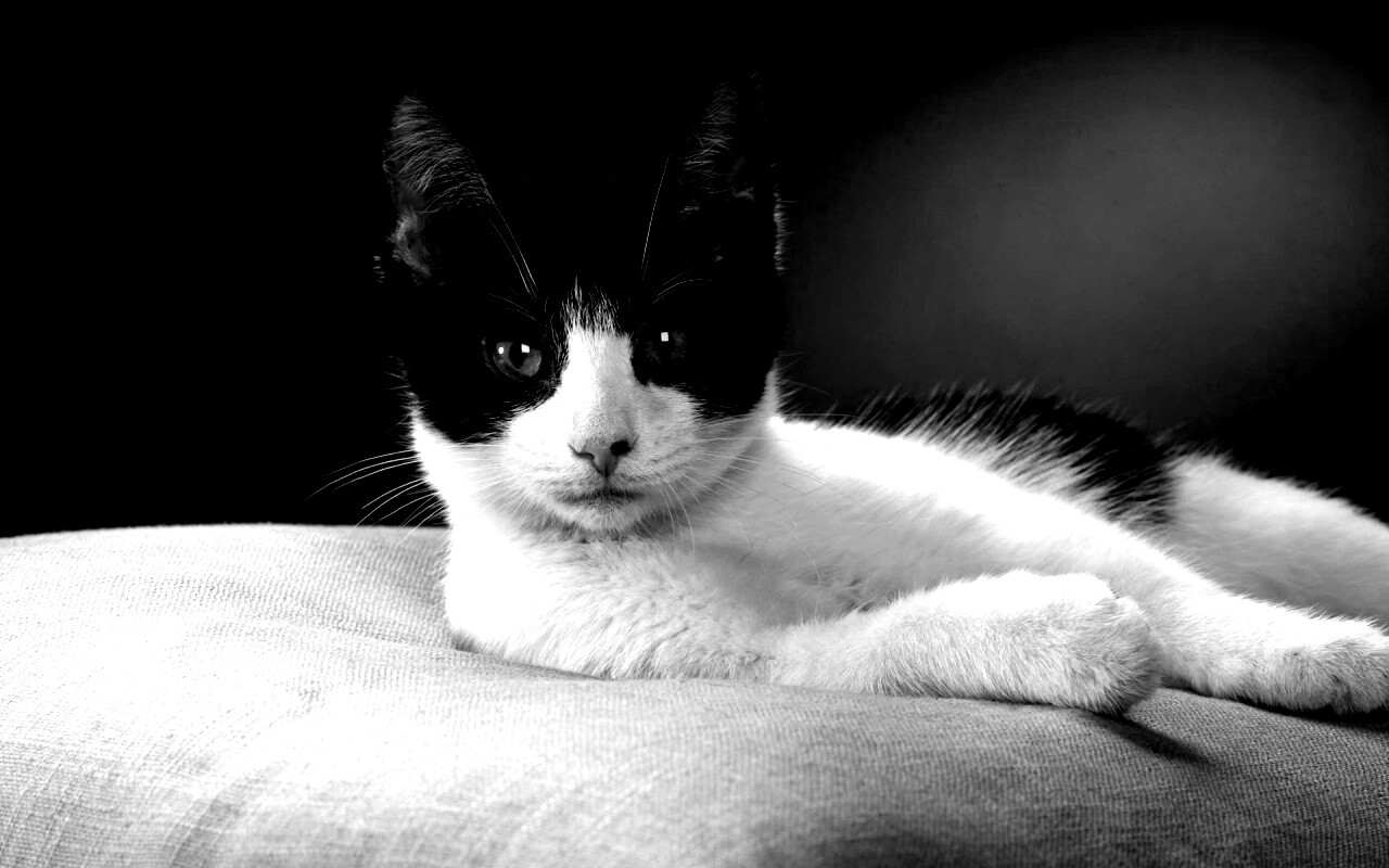 Кот на подушке обои