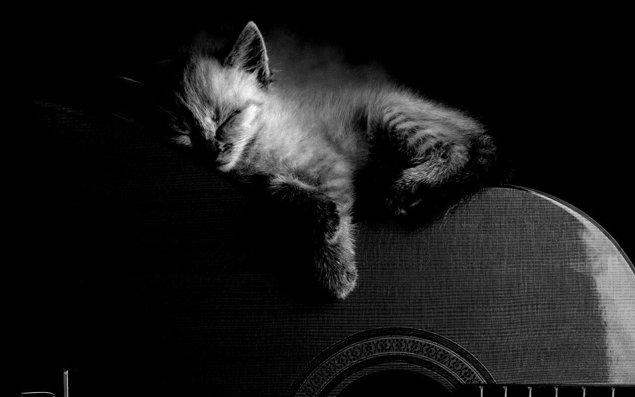 Котенок на гитаре обои