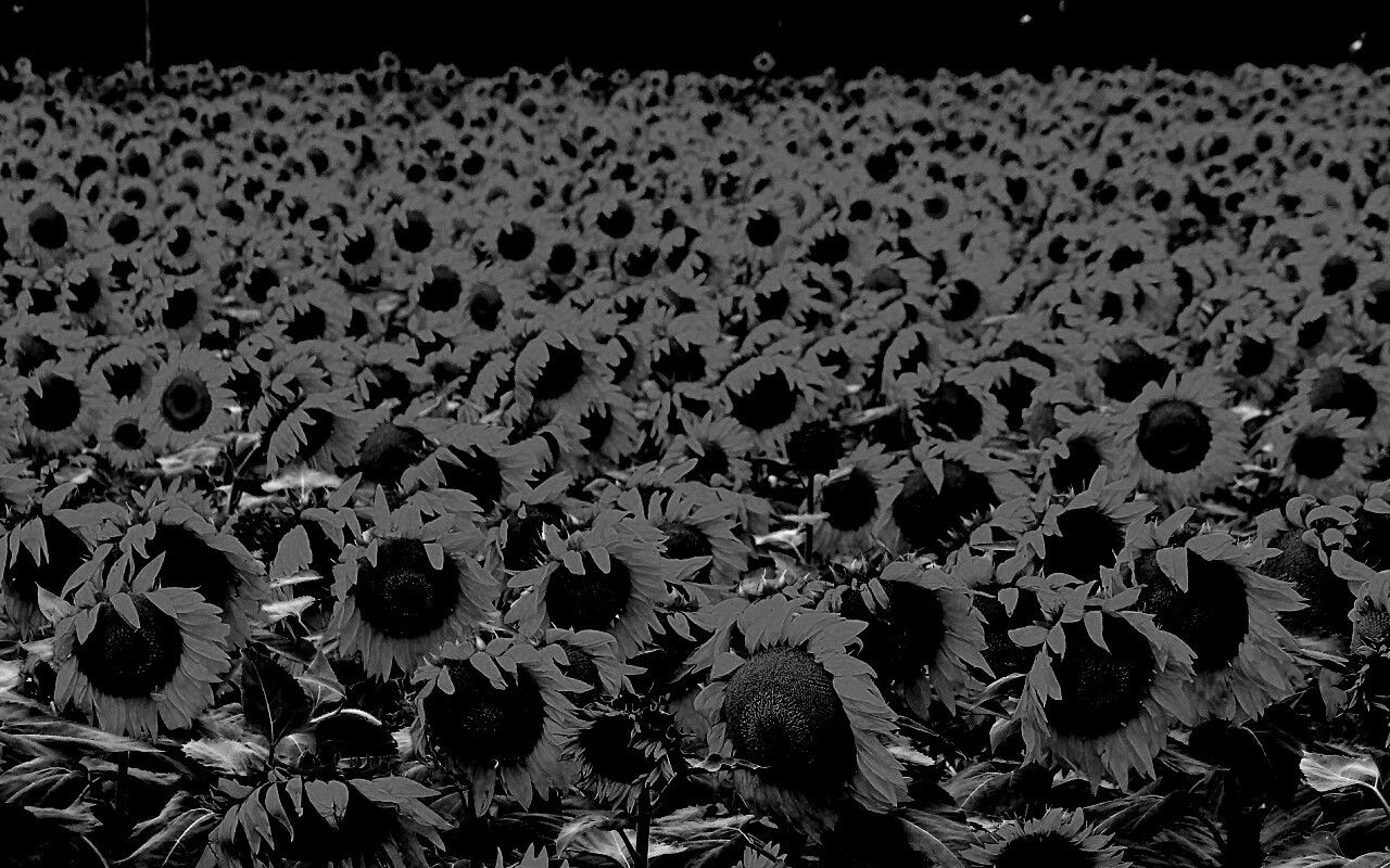 Поле подсолнухов обои