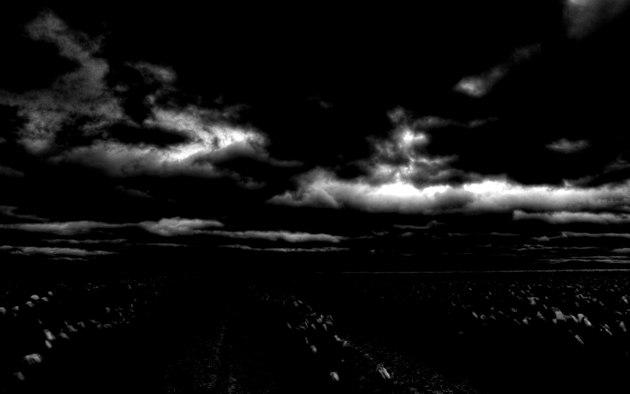 Цветочное поле под грозовым небом обои