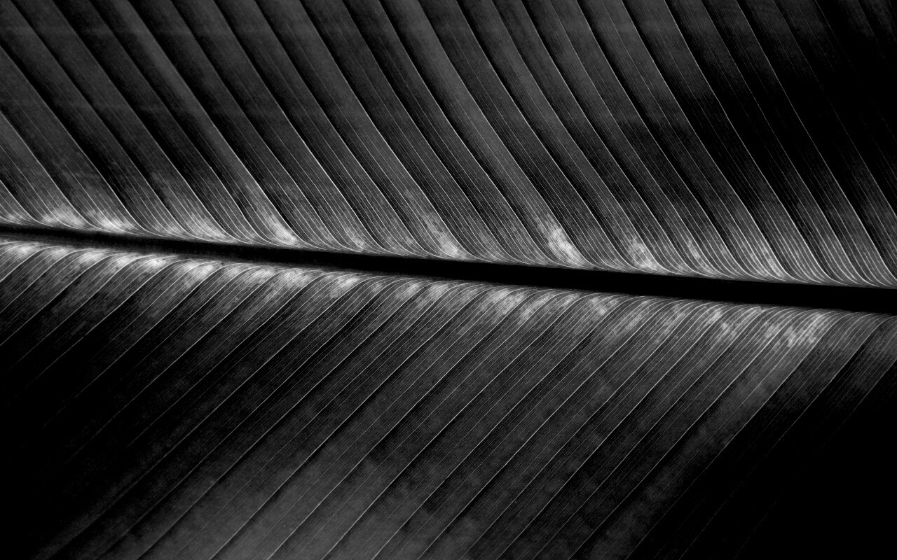 Пальмовый лист на солнце обои