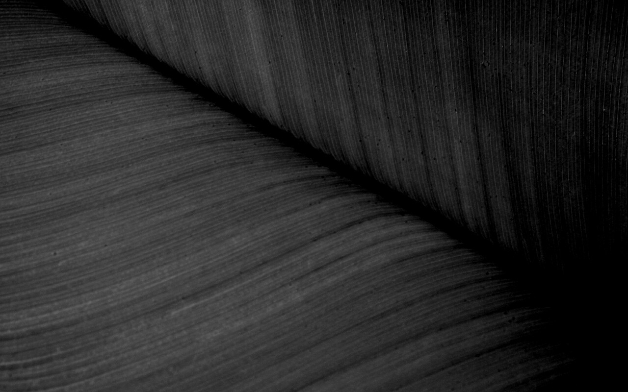 Зеленый лист обои