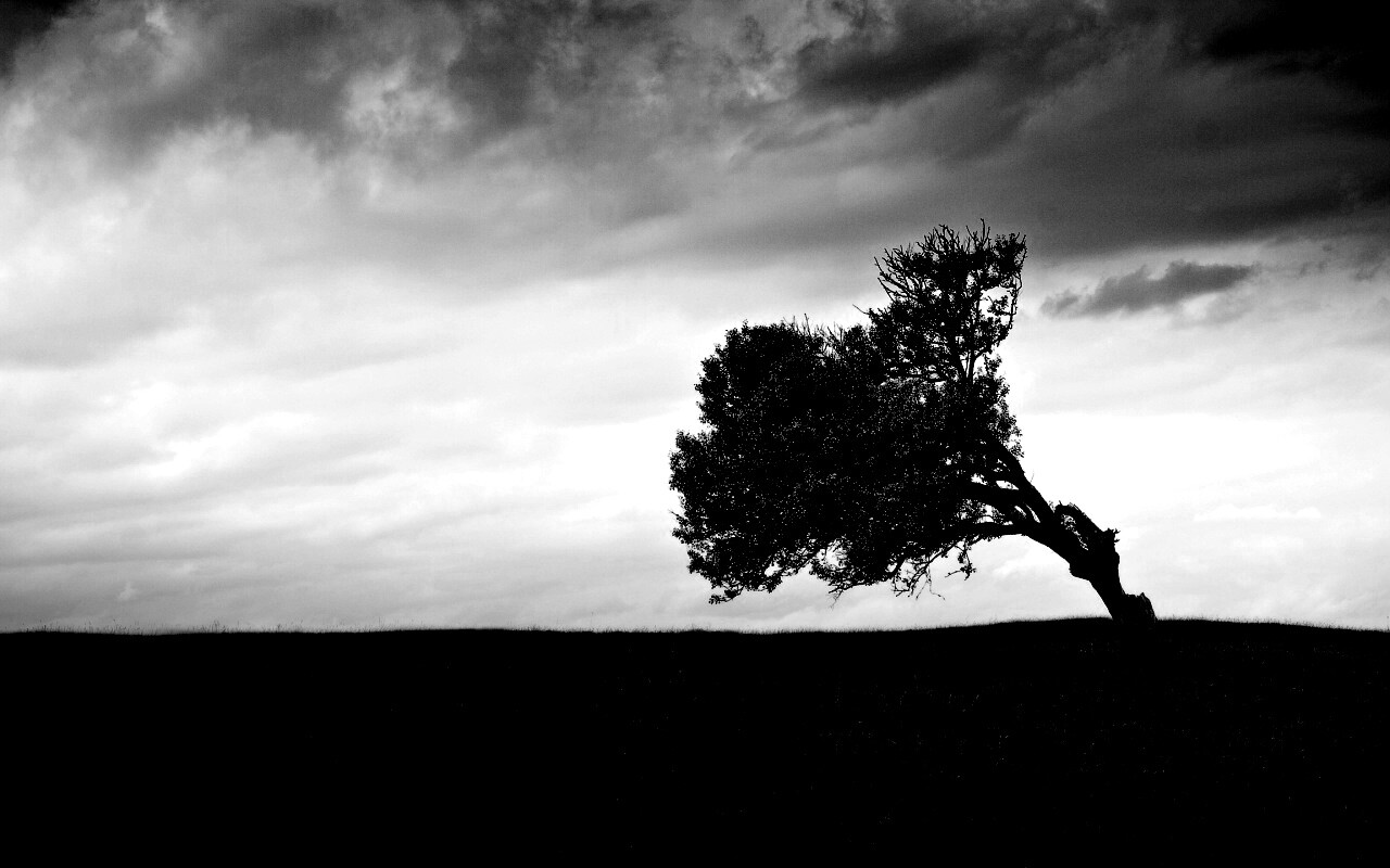 Склоненное дерево обои