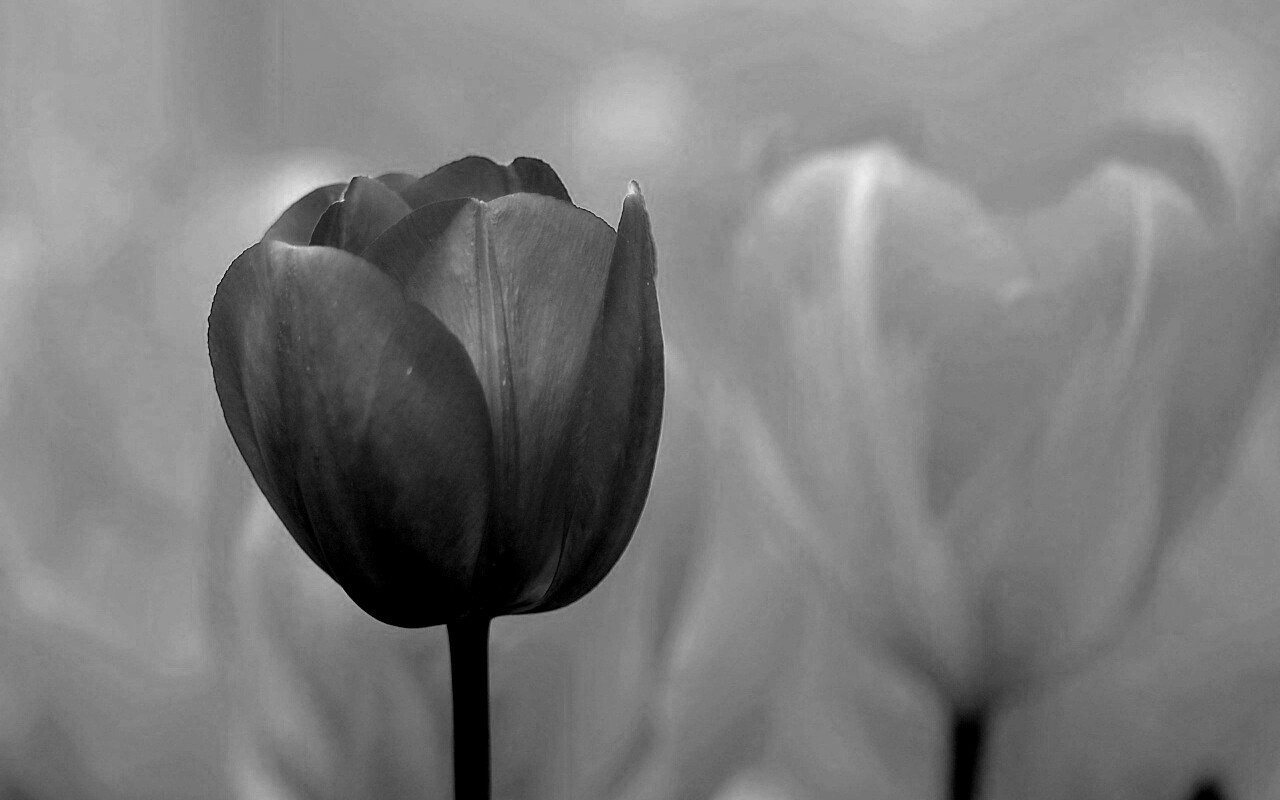 Красный тюльпан обои