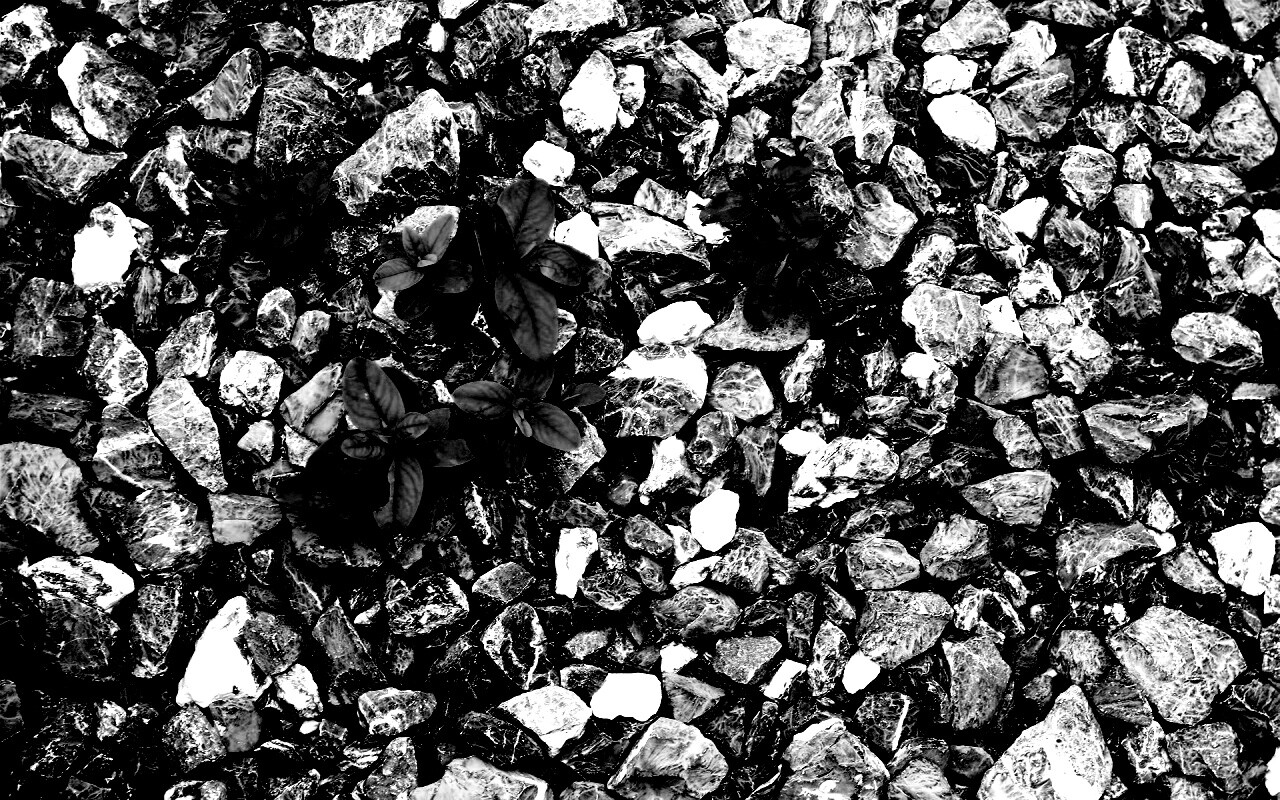 Цветы среди камней обои