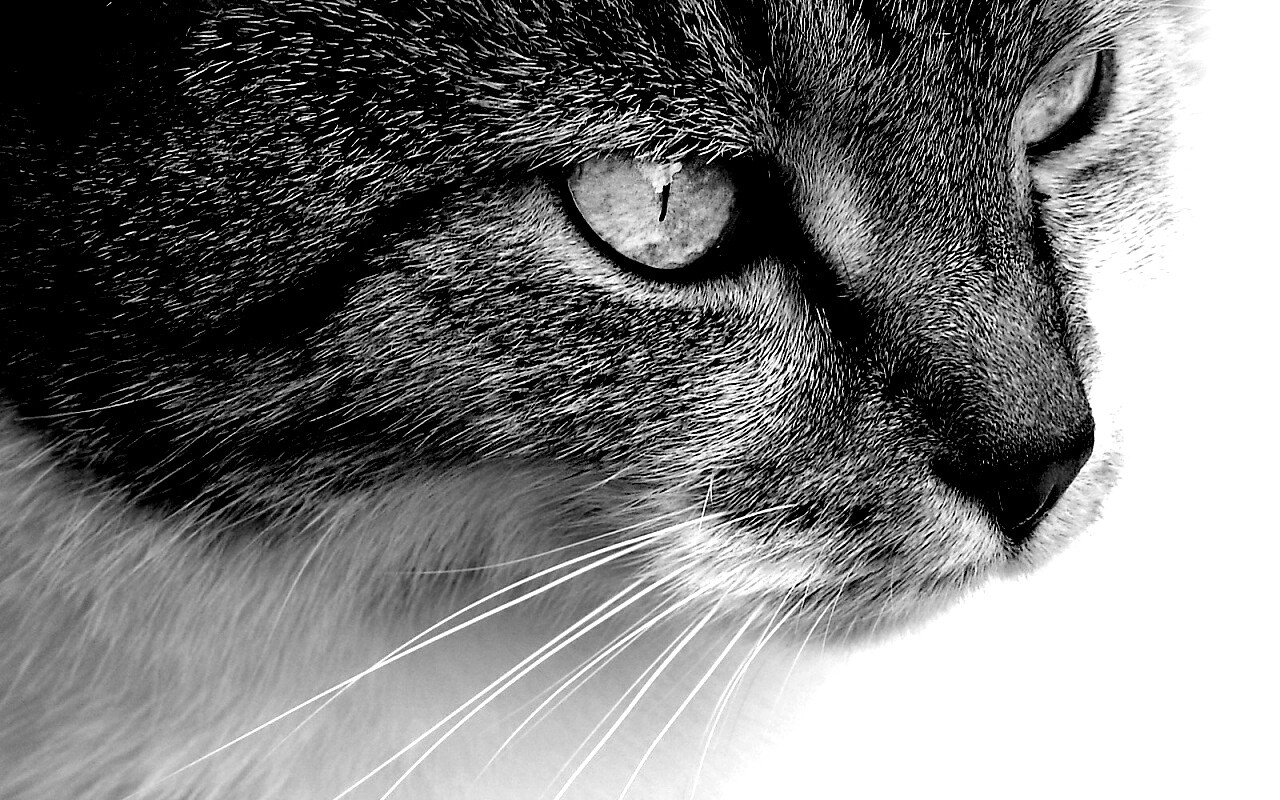 Очень красивый кот обои