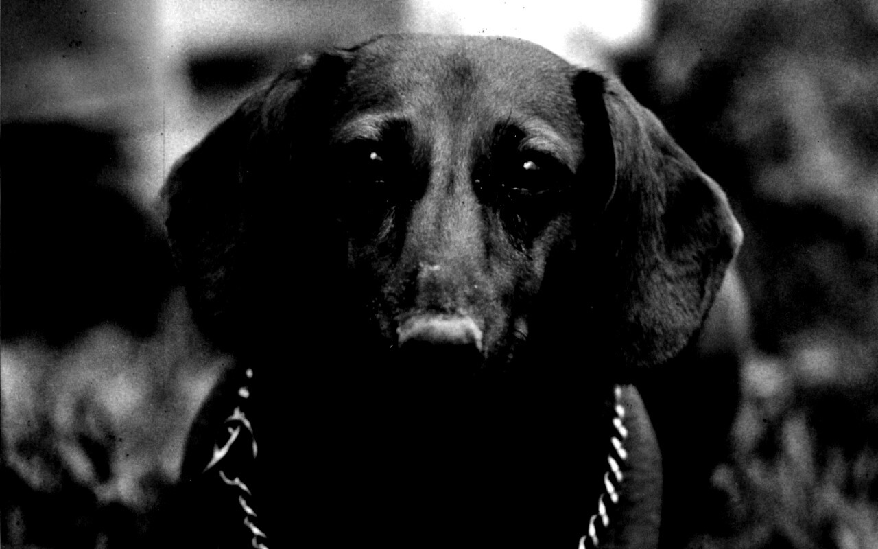 Рыжая такса обои