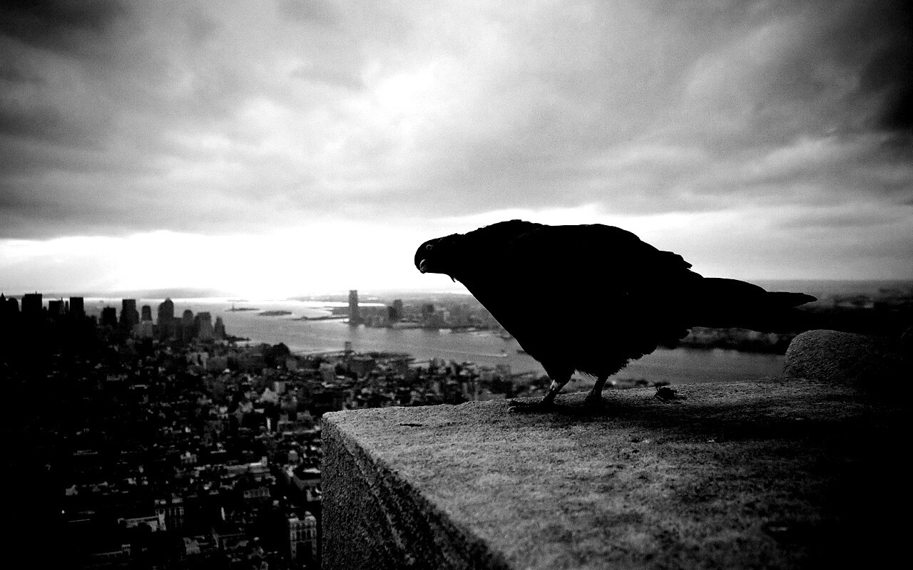 Любознательный голубь обои