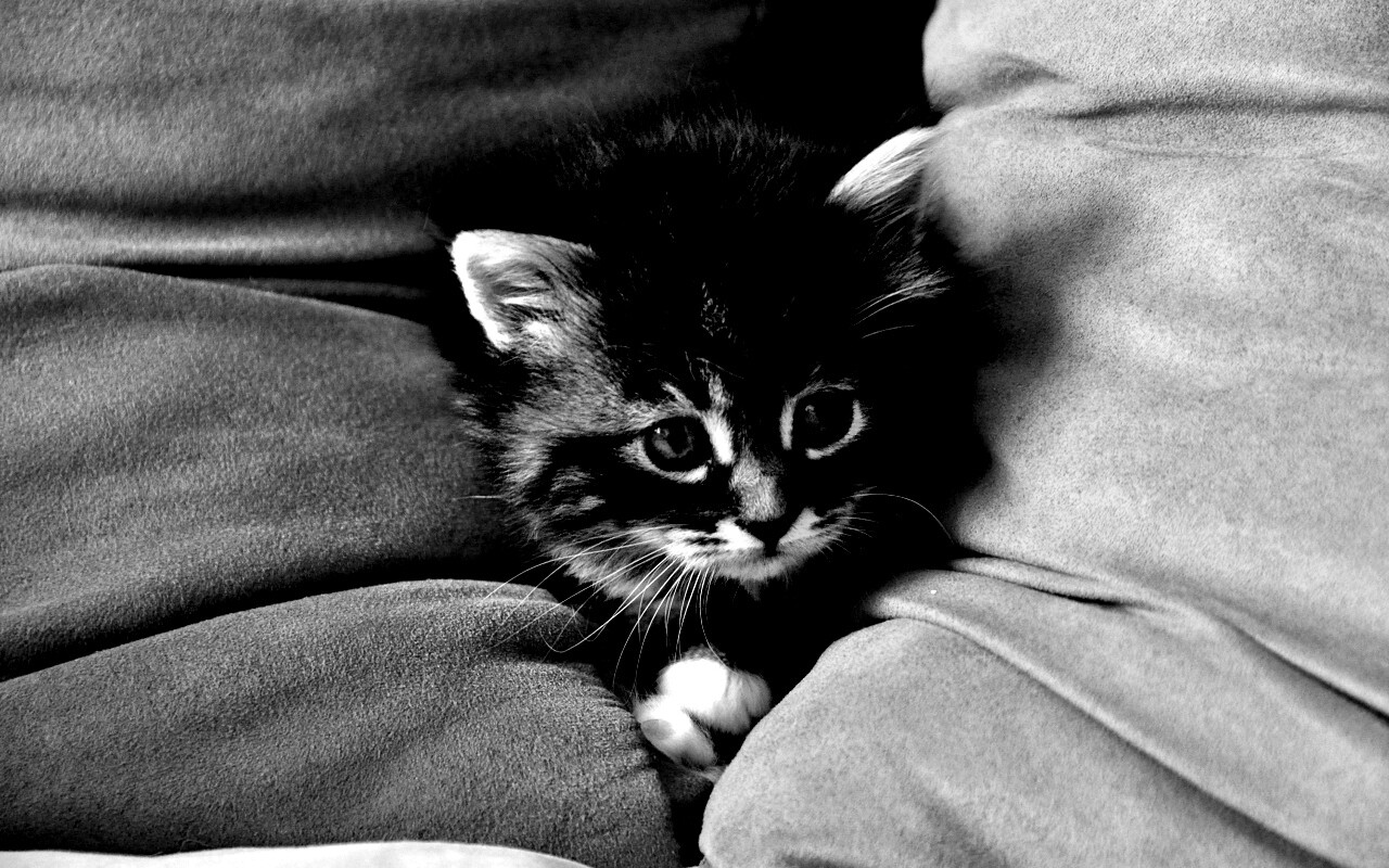 Котенок в подушках обои