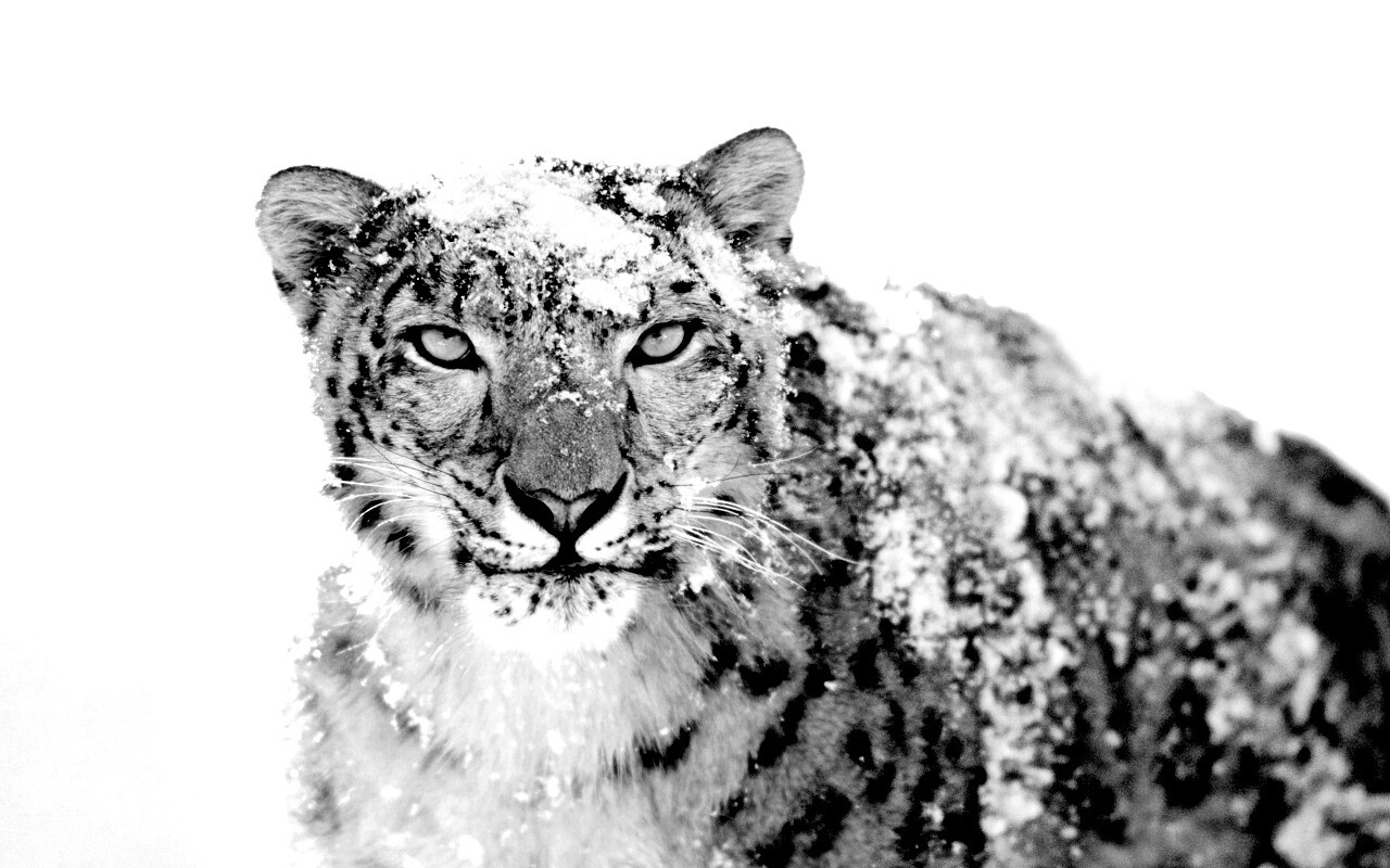 Снежный леопард обои