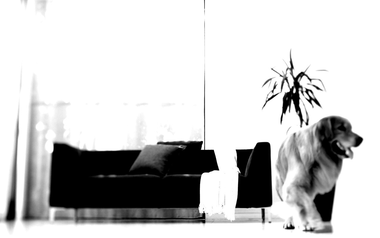 Собака в быту обои