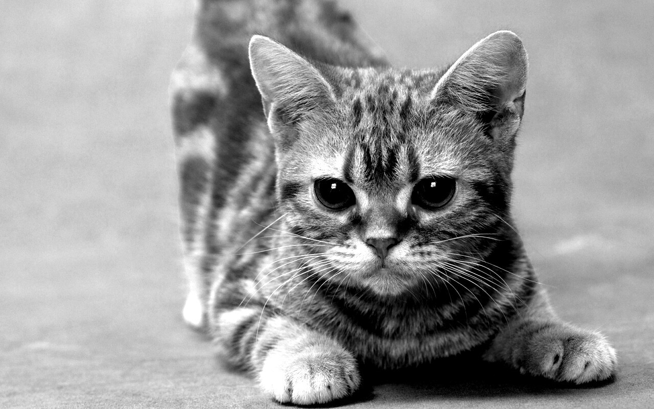 Котенок обои