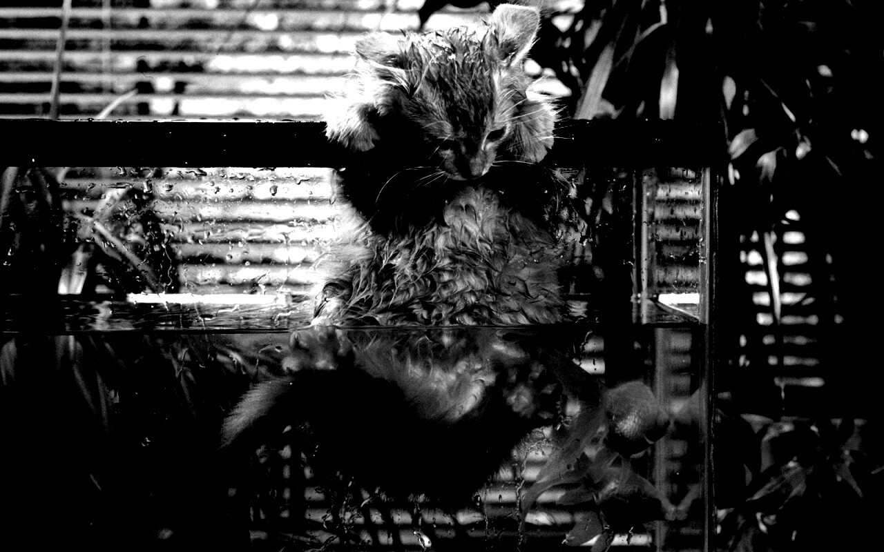 Мокрая киска обои