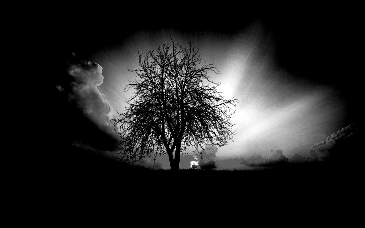 Дерево на закате обои