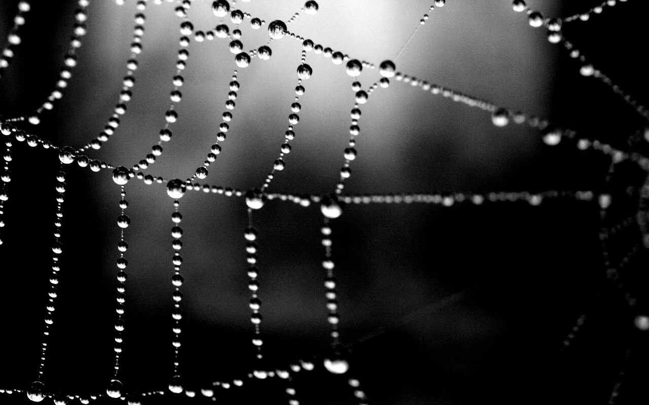 Капли на паутине обои