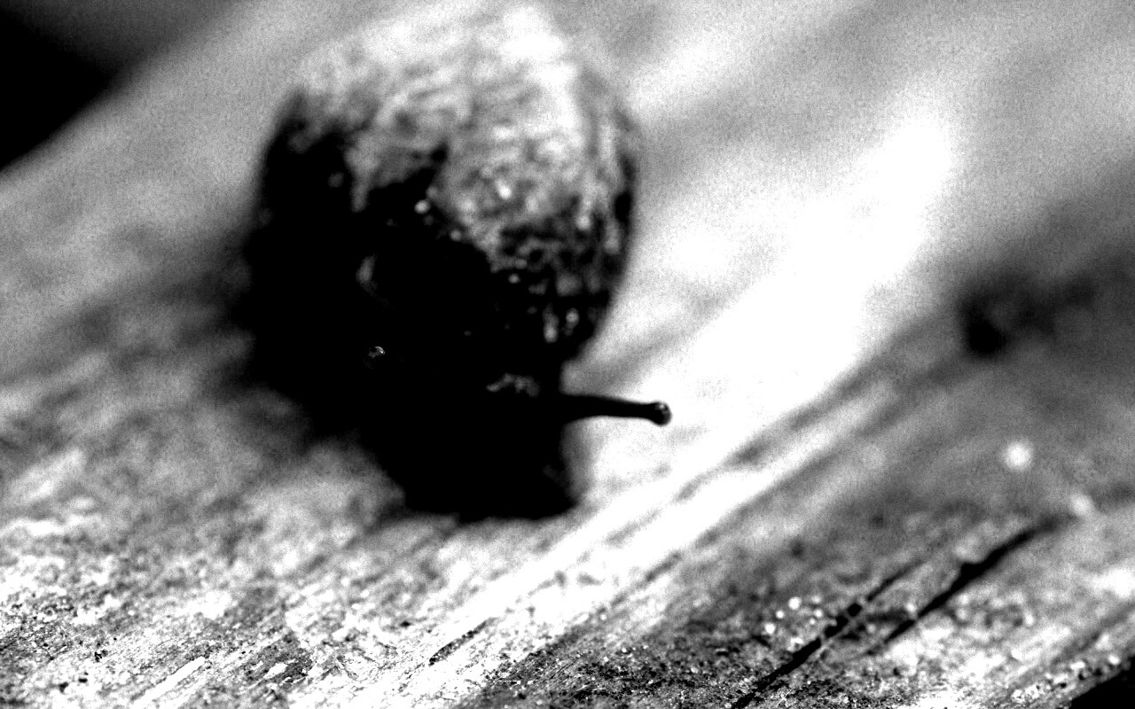 Улитка на ветке обои