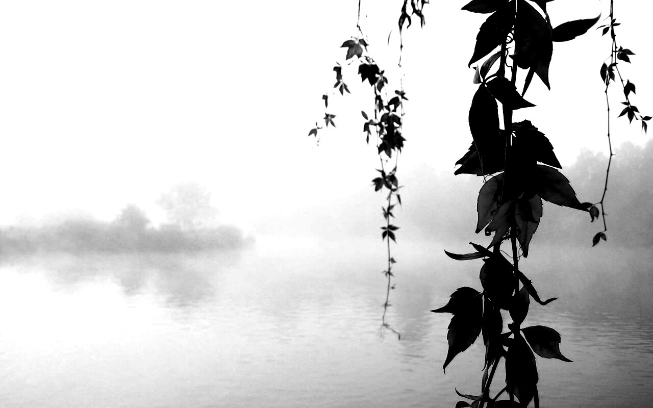 Ветви красного дерева обои