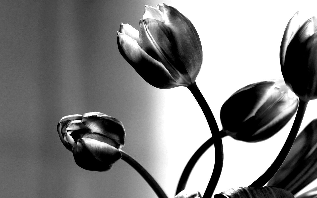 Сиреневые цветы обои