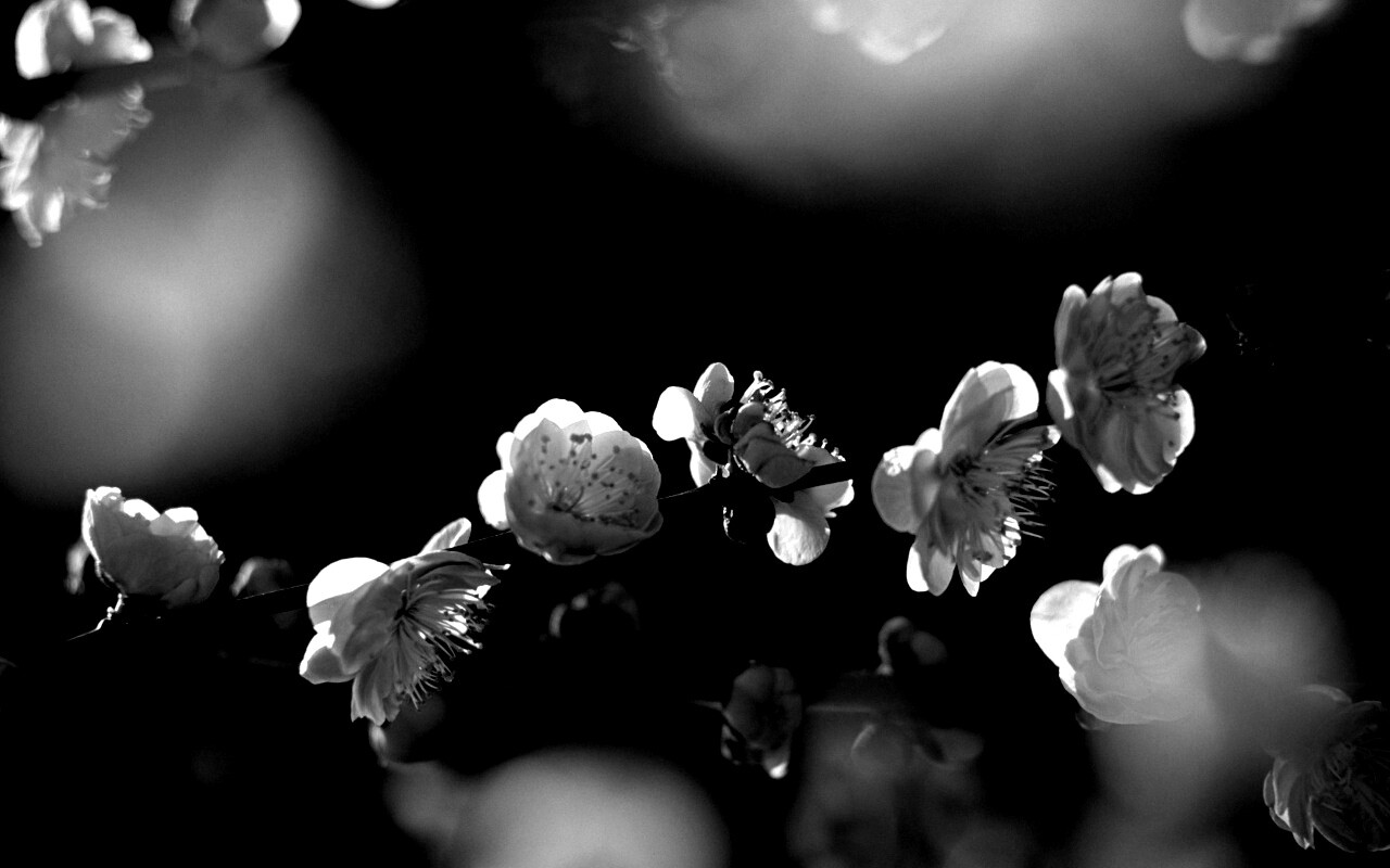 Цветущая вишня обои