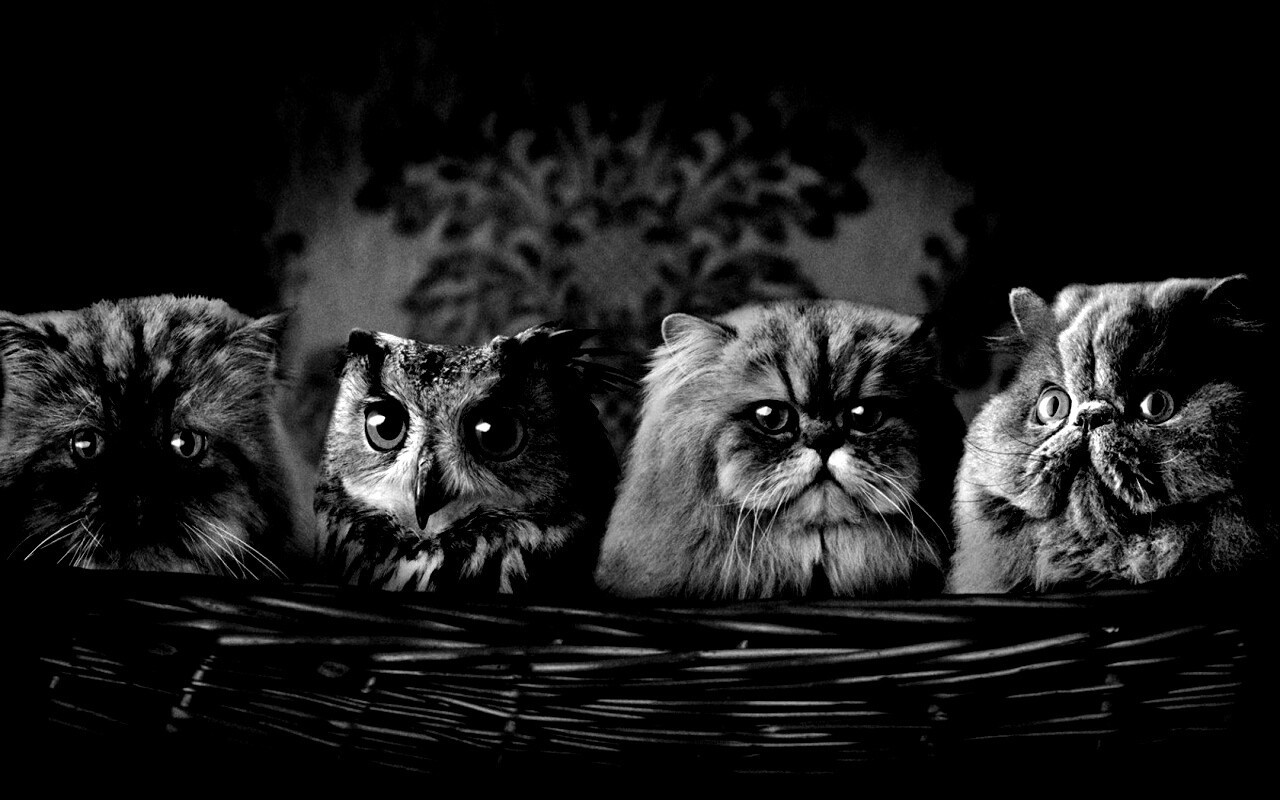 Чужой среди своих обои