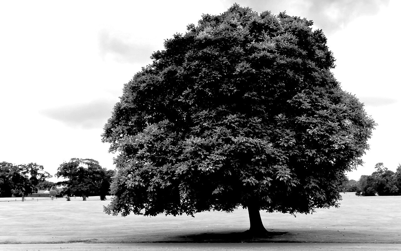 Зеленое ирландское дерево обои