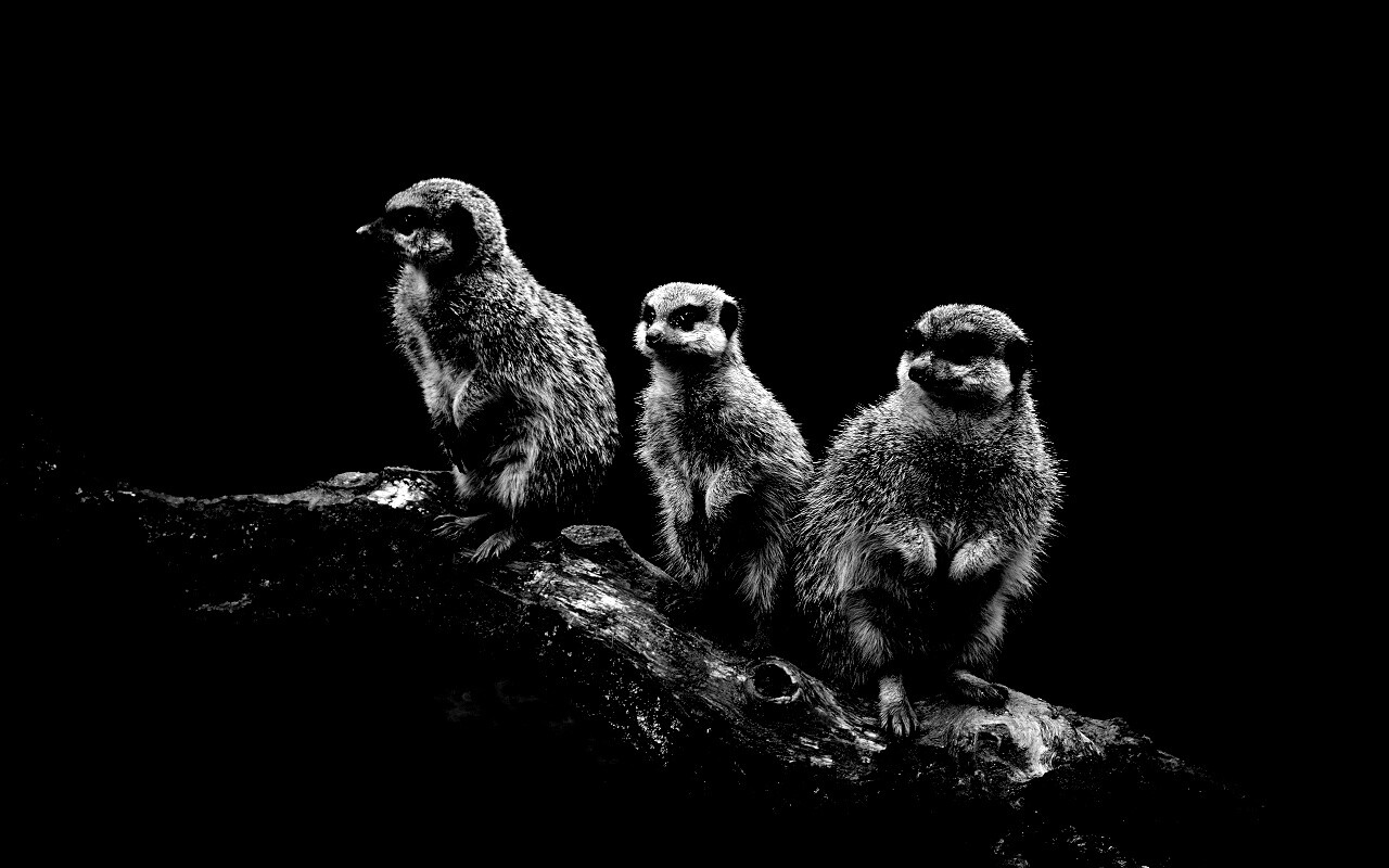 В дозоре обои