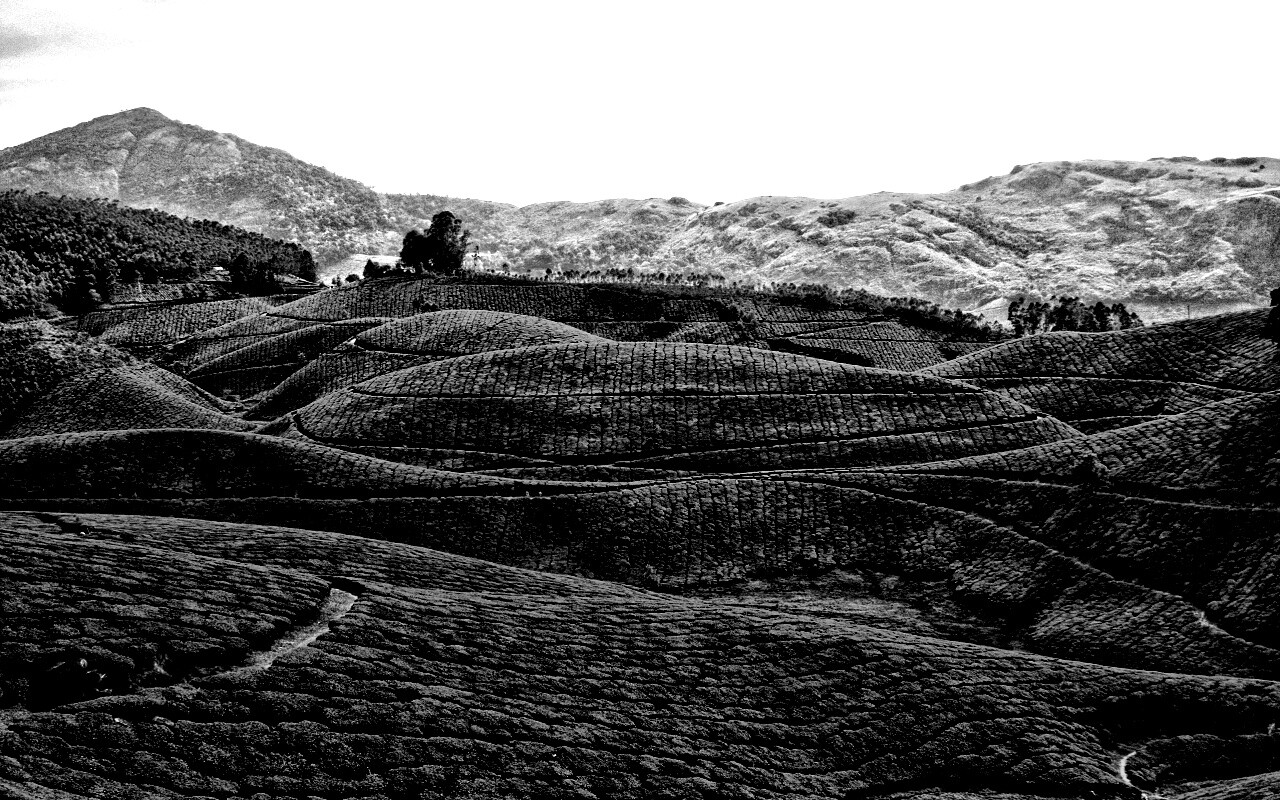 Плантации в Индии обои