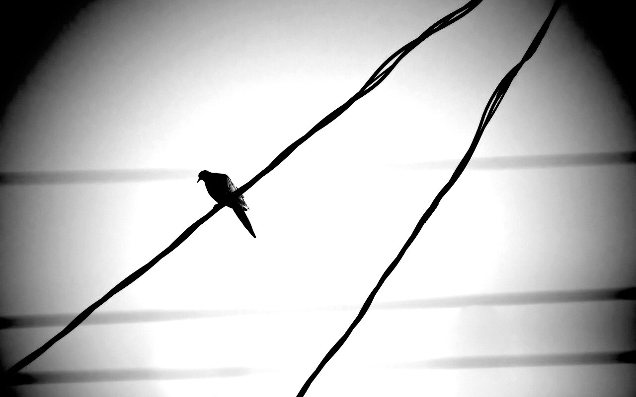 Птица на проводе обои