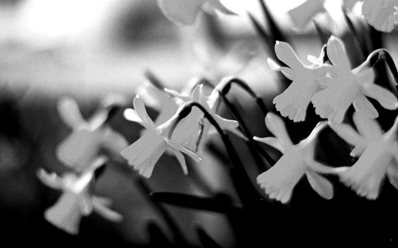 Нарциссы обои