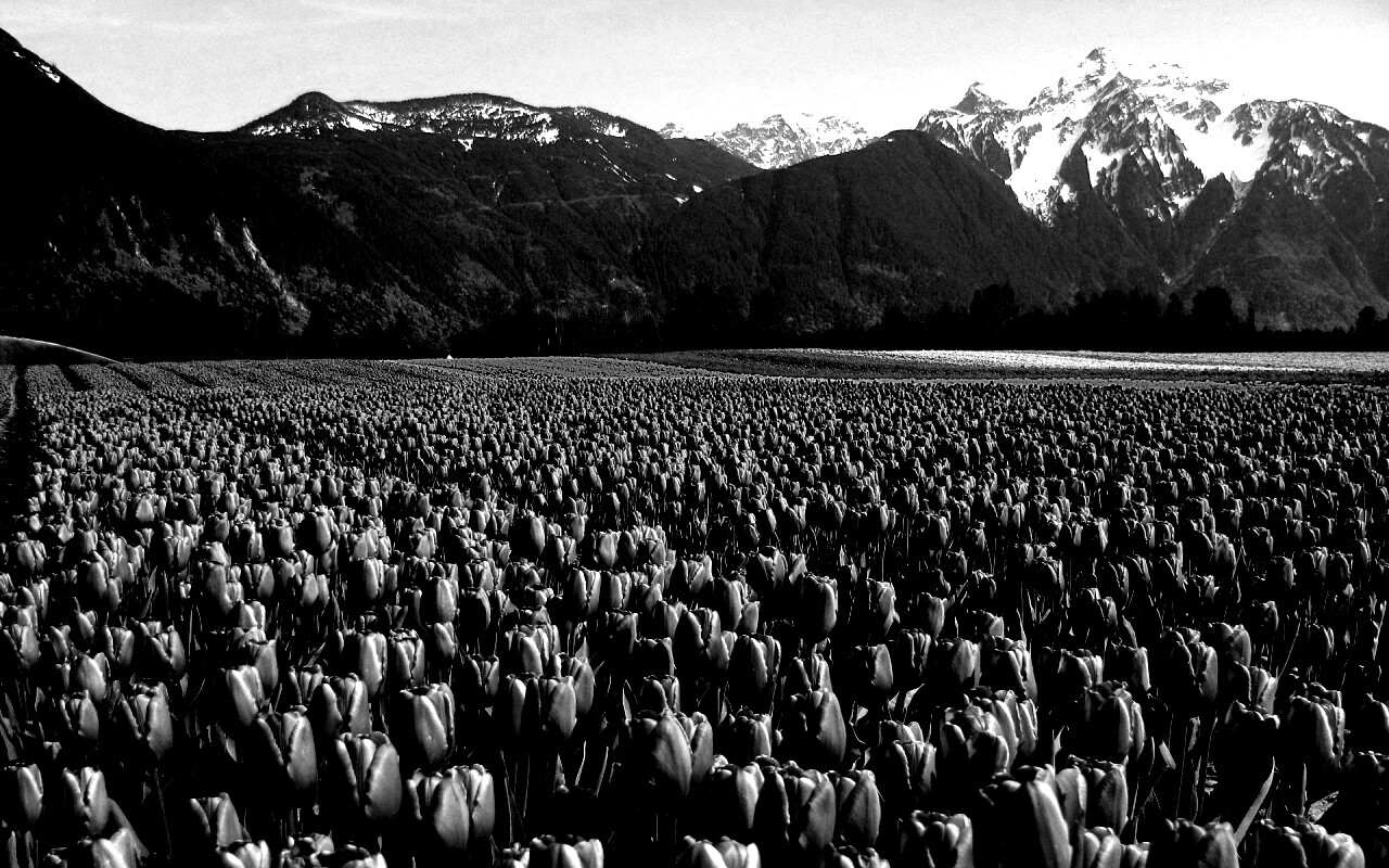 Поле тюльпанов обои