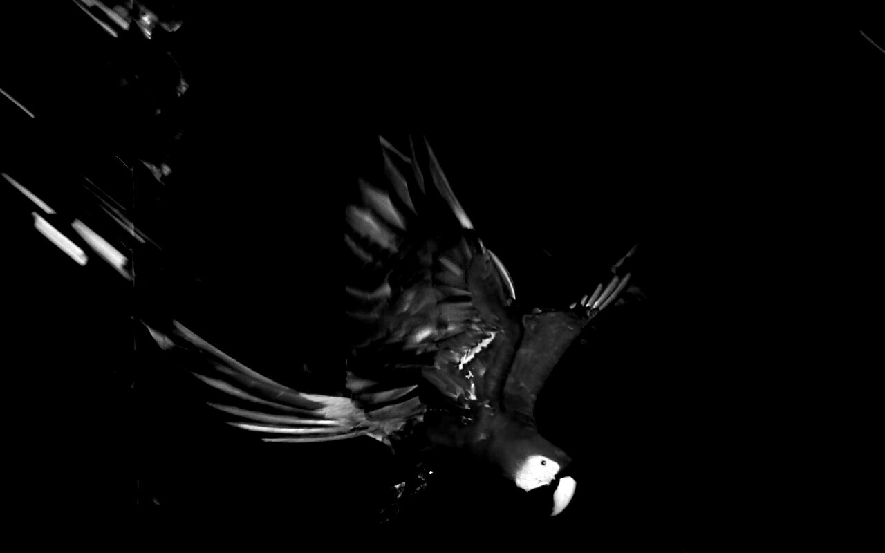 Рисованный ара обои