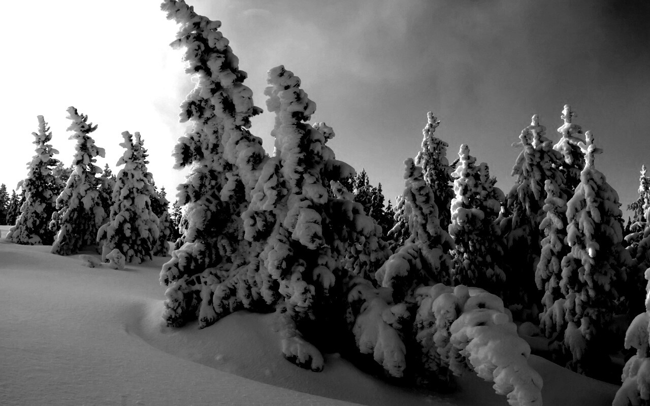 Ели в снегу обои