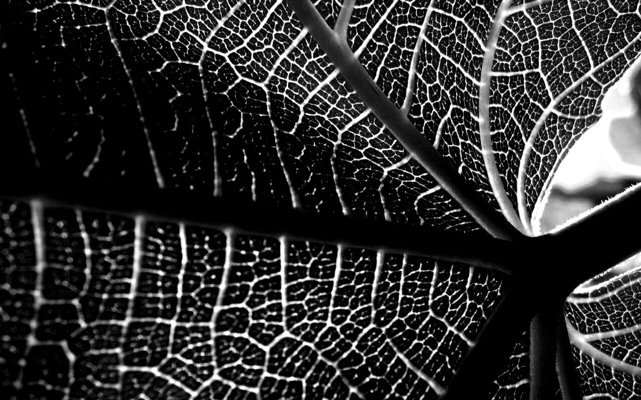 Внутренняя сторона листа обои