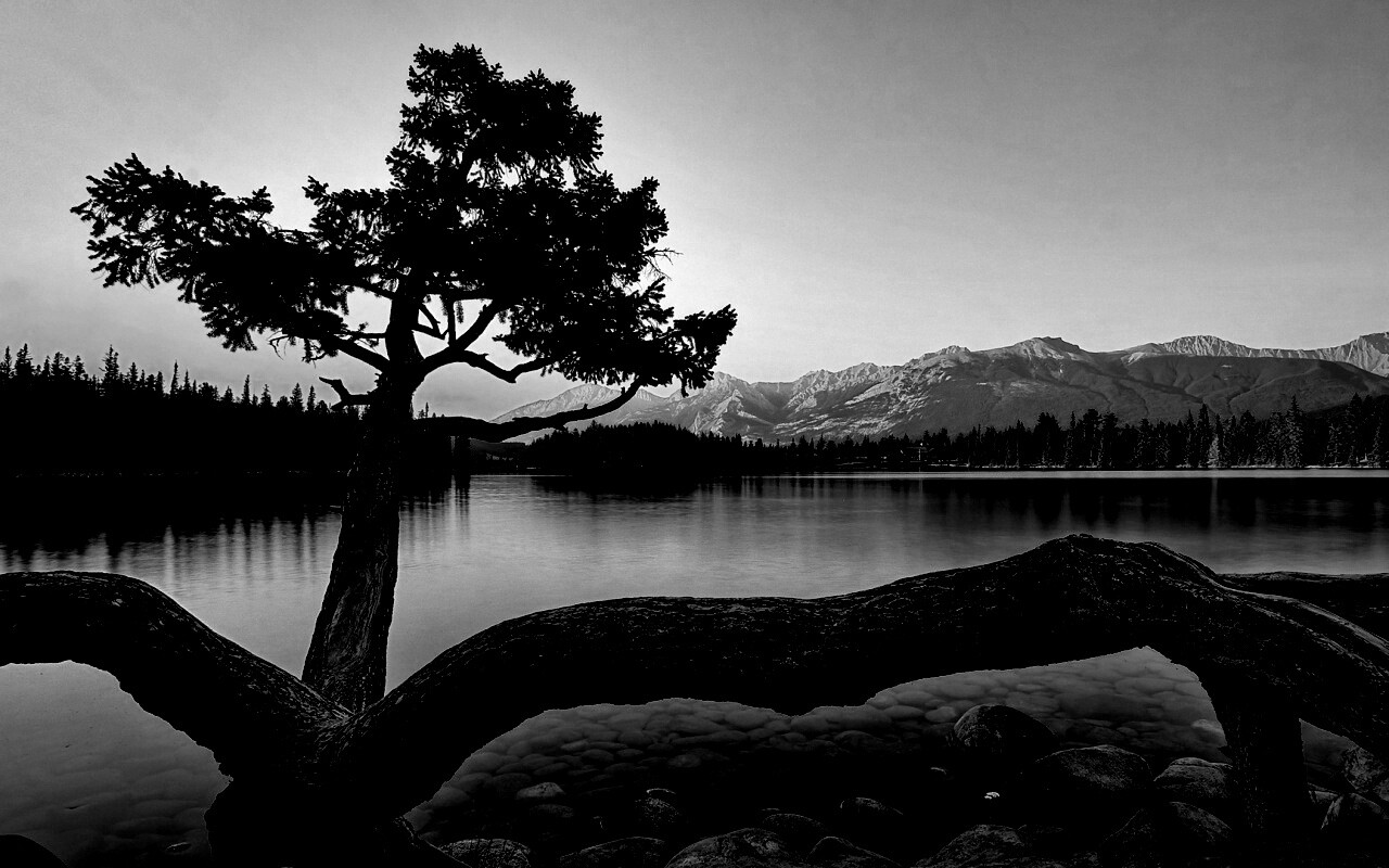 Дерево у горного озера обои